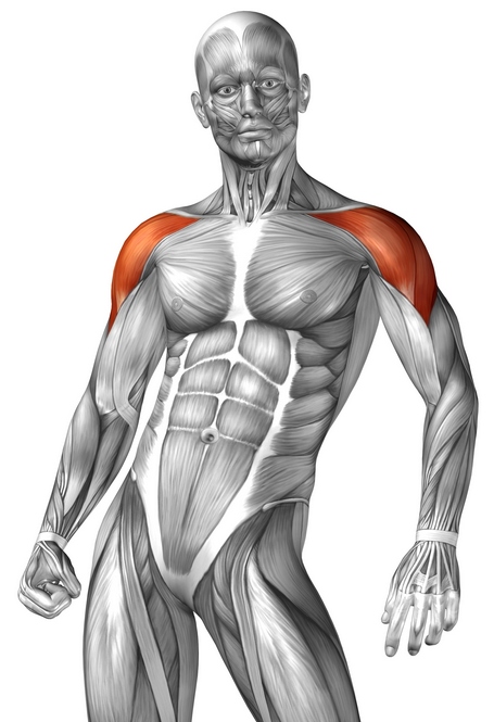 УЗИ связок, мышц и сухожилий