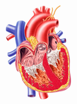 Как УЗИ сердца определяет стенозы магистральных артерий